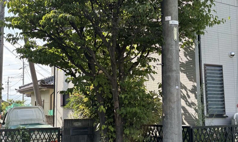 画像28603：安曇野市　剪定