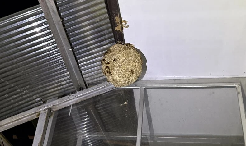 画像29031：ハチ駆除　スズメバチ