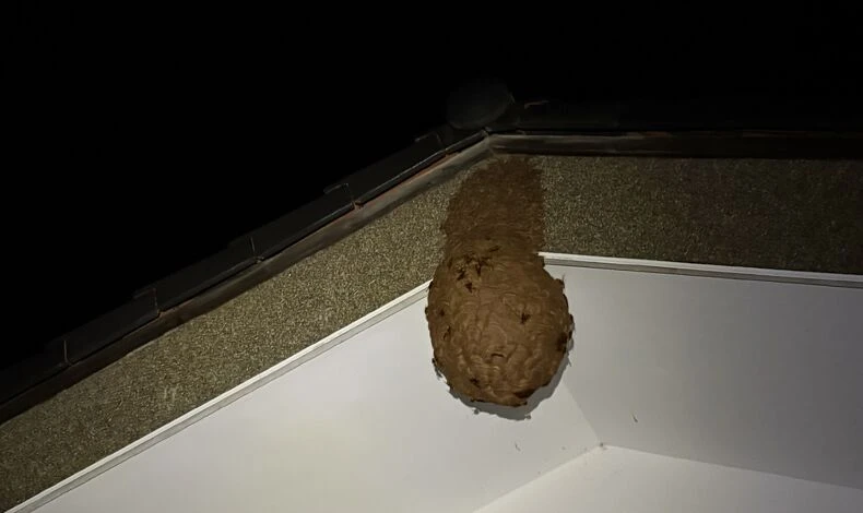画像29538：ハチ駆除　スズメバチ
