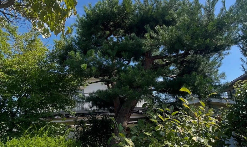 画像31205：庭木　剪定　伐採　お手入れ