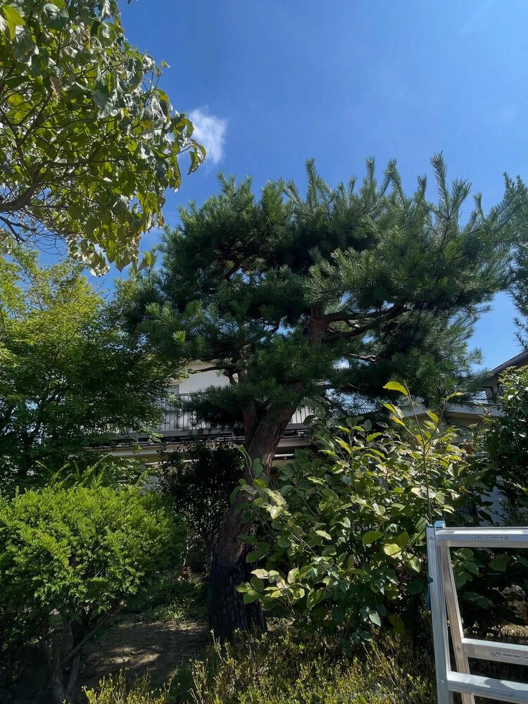 ブログ画像