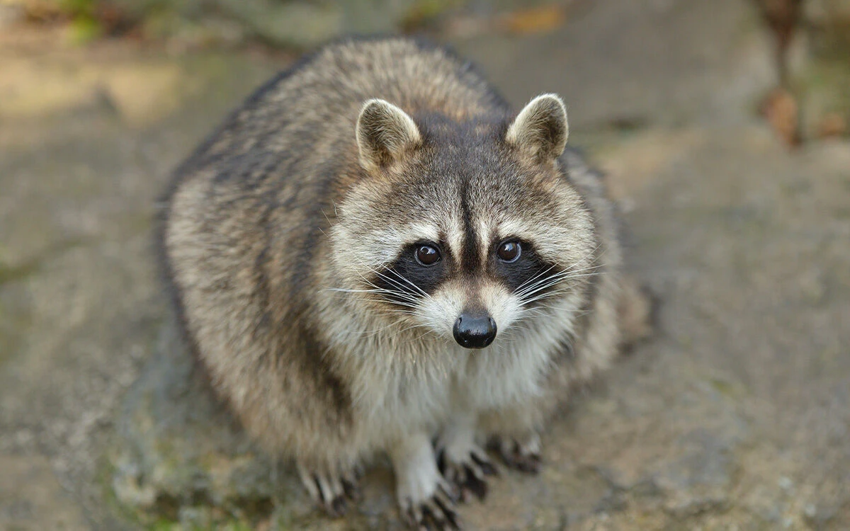 アライグマ被害の特徴